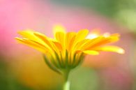 Gele bloem van Anja van Zijl thumbnail