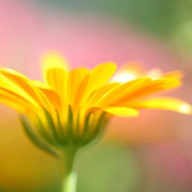 Gele bloem van Anja van Zijl