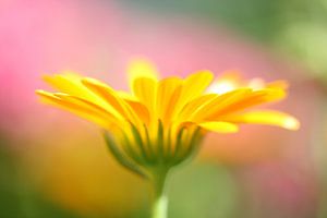 Gele bloem sur Anja van Zijl
