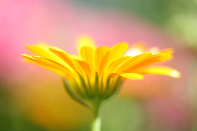 Gele bloem par Anja van Zijl