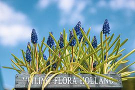 Blauwedruif van Rob Rijfkogel