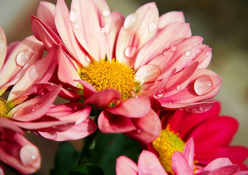 Close-up van een chrysant  met waterdruppels