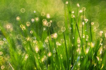 Grüne Transformation