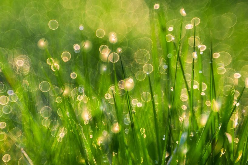 Green transformation by Daniela Beyer