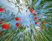 Flower Field