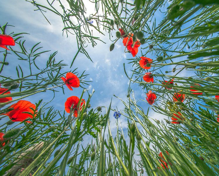 Flower Field by Olivier Photography