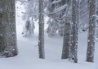Neige et cristaux de glace sur les pins dans la neige