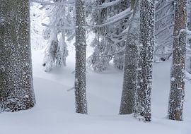 Neige et cristaux de glace sur les pins dans la neige sur André Post