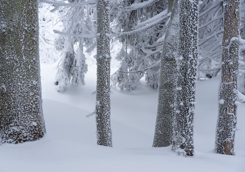 Snow and Ice Crystals on Pine Trees in the Snow by André Post