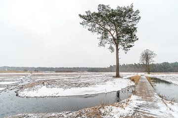 Winters landschap van Gonnie van de Schans