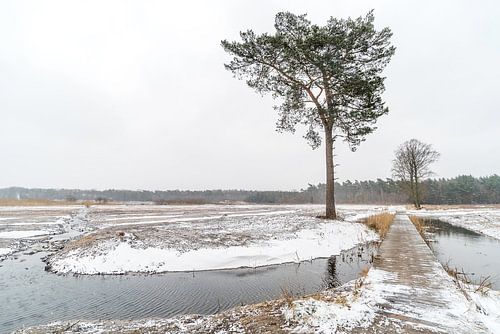 Paysage hivernal