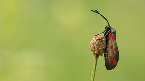 Six spot Burnet von Leon Doorn