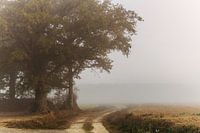 Betoverend Mistig Landschap: Kunst in de Nevel