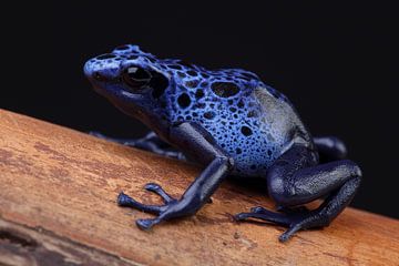 Blauwe Pijlgifkikker (Dendrobates tinctorius azureus) van Ronald Pol