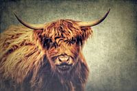 Hooglanders