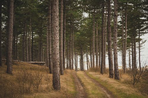 Forêt de Westenschouwen