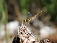Libellule commune de la bruyère