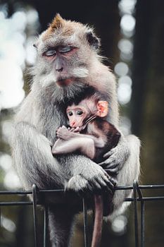 Monkey see, monkey sleep