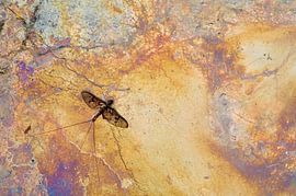 One day fly on iron bacteria by Stijn Smits