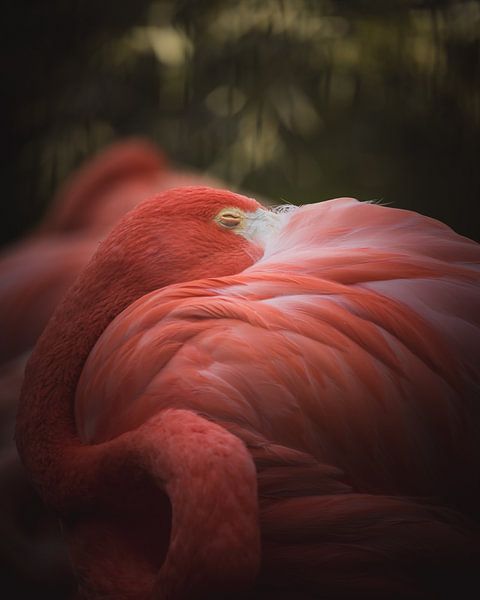 Tucked into feathers van Sandra Hazes