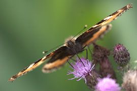 Kleine vos by Hans Hendriks