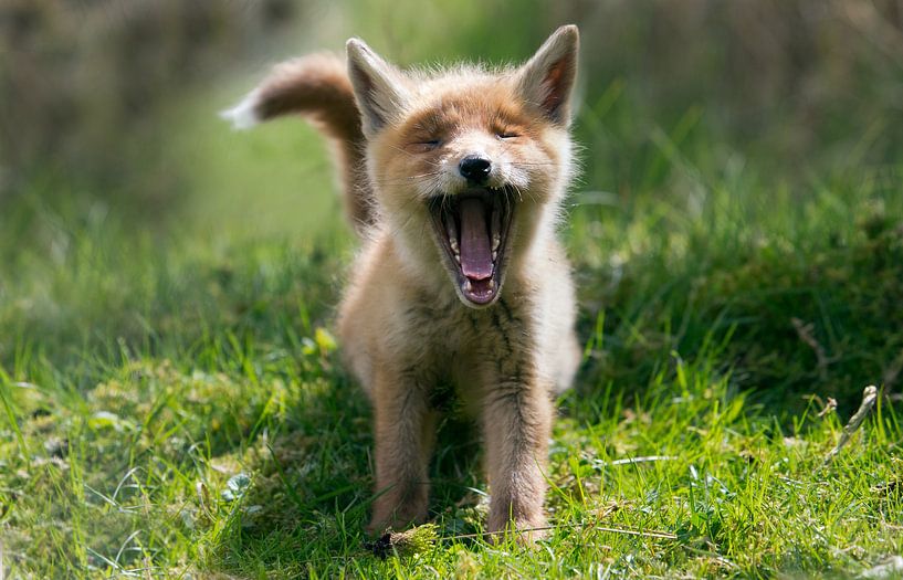 Gapende jonge vos by Menno Schaefer