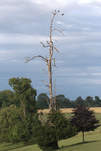 Dode boom par Eric Verhoeven