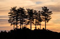 Atmospheric sunrise with trees on the heathland of the Utrecht Hill Ridge by Sjaak den Breeje thumbnail