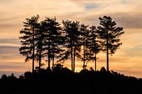 Atmospheric sunrise with trees on the heathland of the Utrecht Hill Ridge