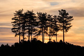 Lever de soleil atmosphérique avec des arbres sur la lande de la crête de la colline d'Utrecht sur Sjaak den Breeje