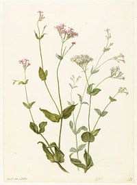 Blasensenna und Klebrigem Schnupfen, Herman Saftleven