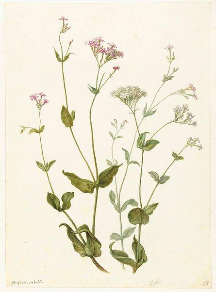 Blasensenna und Klebrigem Schnupfen, Herman Saftleven von Meisterhafte Meister