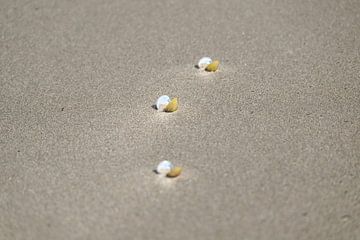 Stilleven met Schelpen  van Caroline Drijber