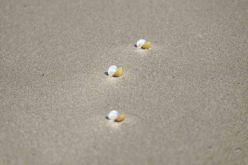 Stilleven met Schelpen  van Caroline Drijber