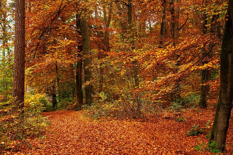 Pracht en praal in de herfst. van Els Oomis