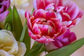 The bouquet of tulips by Photoart-Naegele