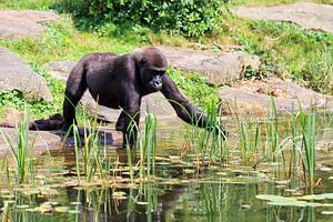 Jonge Gorilla aan de waterkant von Dennis van de Water