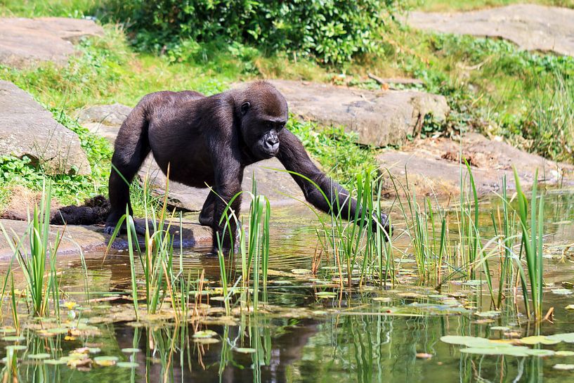 Jonge Gorilla aan de waterkant par Dennis van de Water