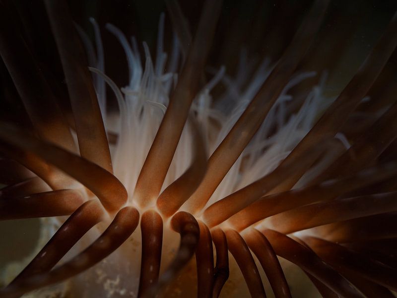 A glow in the dark by René Weterings