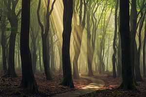 Un matin radieux dans la foret brumeuse