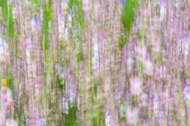 Monet von Perspective