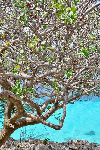 Blauw en groen op Bonaire