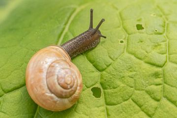 Garden snail on a leaf by Tanja van Beuningen
