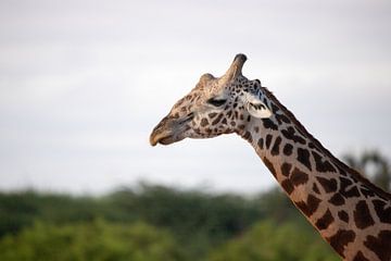 Giraffe portrait, Africa Kenya by Fotos by Jan Wehnert