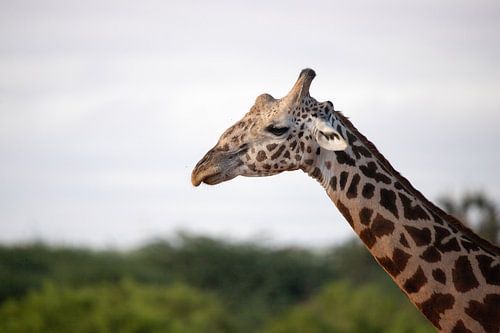 Giraffe portret, Afrika Kenia
