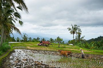 Balinese boer van Martijn Stoppels