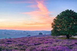 Sonnenaufgang über blühenden Heidekrautfeldern in den Hügeln der Posbank im Naturreservat Veluwezoom