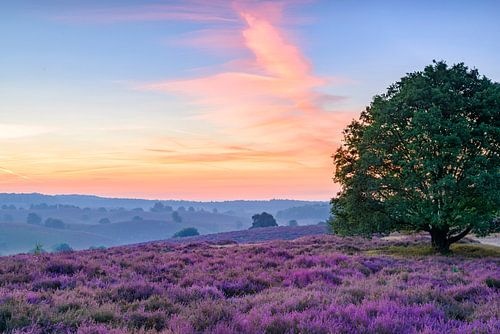 Zonsopgang over bloeiende heidevelden in de heuvels van de Posbank in het natuurgebied de Veluwezoom