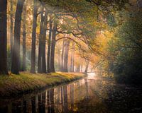 The golden forest
