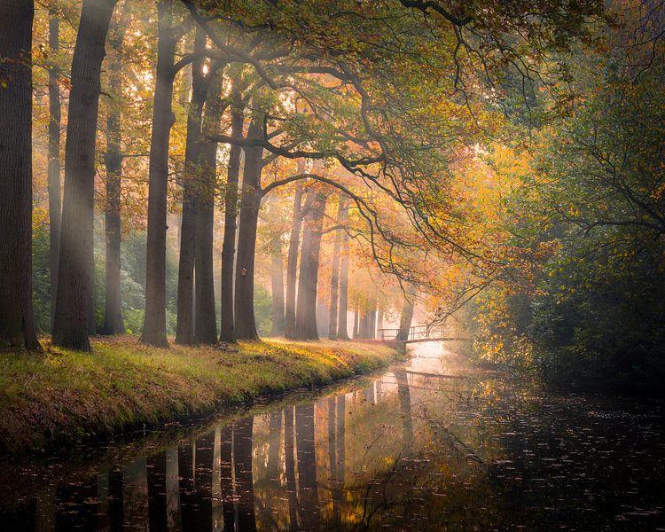 The golden forest by Mark Bonnenberg